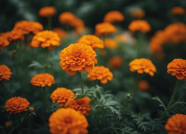 A fresh marigold flowers