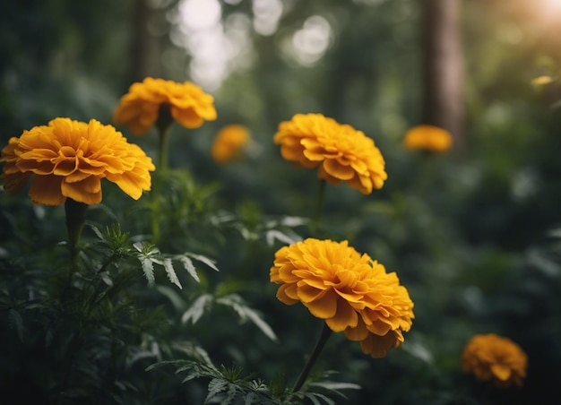 A fresh marigold flowers