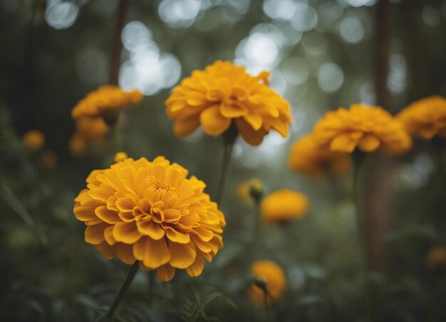 A fresh marigold flowers