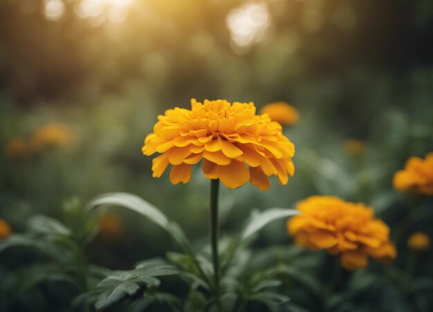 A fresh marigold flowers