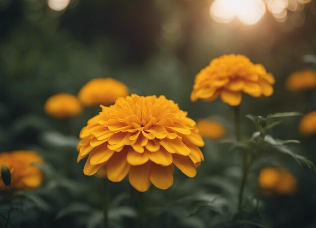 Photo a fresh marigold flowers