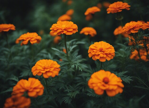 Photo a fresh marigold flowers