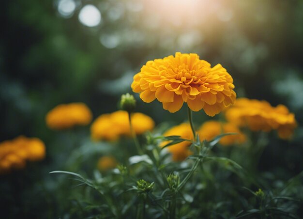 A fresh marigold flowers