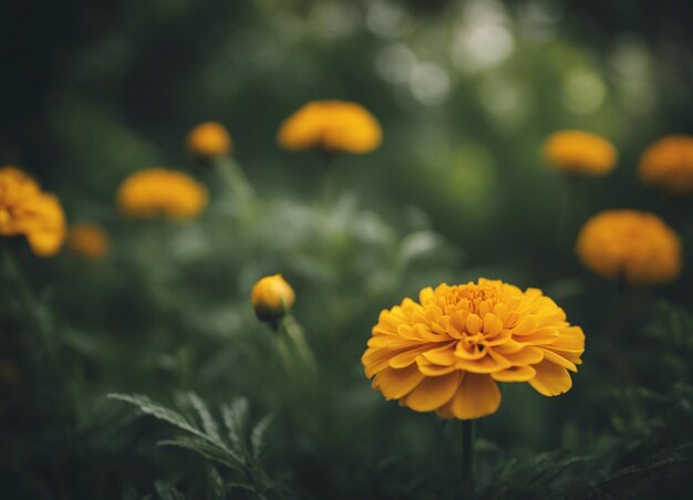 A fresh marigold flowers