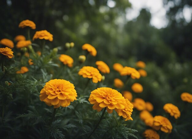 A fresh marigold flowers