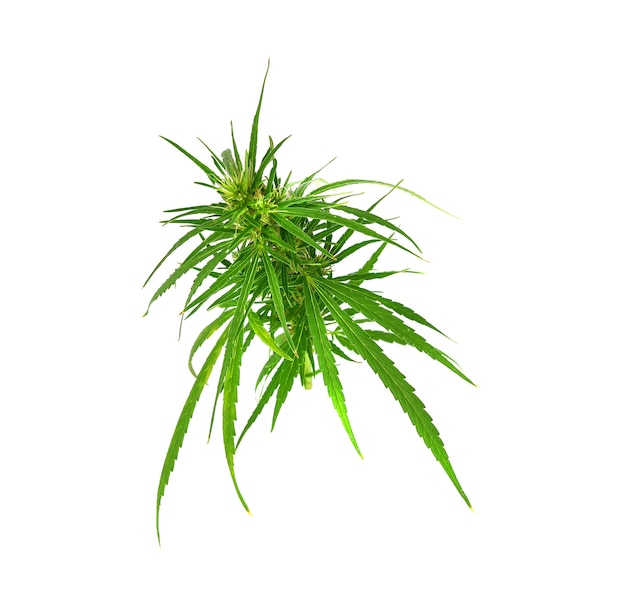 Fresh marijuana bud isolated on white