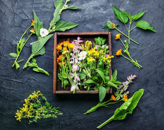 Fresh medicinal,healing herbs.Alternative medicine herbal.Natural herbal medicine