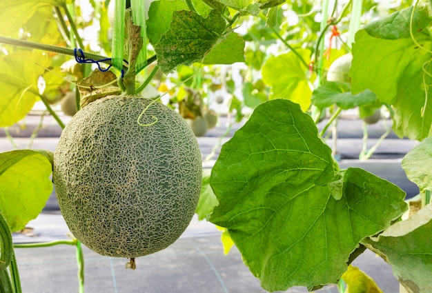 Fresh Melon or Cantaloupe fruit on its tree