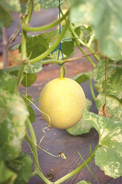 Fresh melon on plant in melon farm.