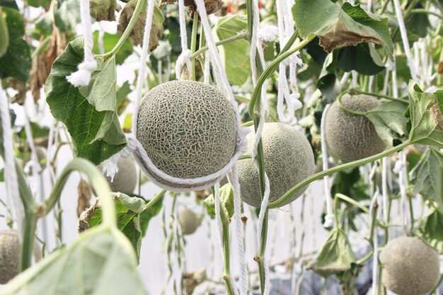 Fresh melon on tree Cantaloupe selective focus