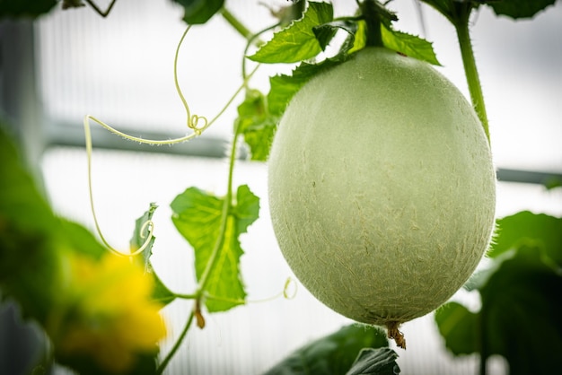 Fresh melons plants