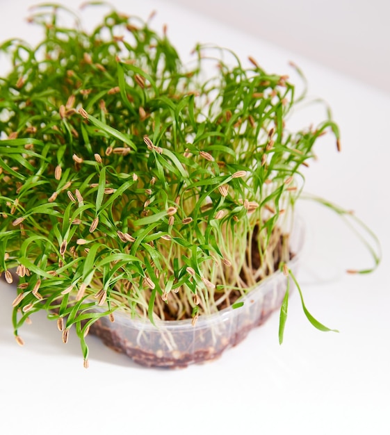Photo fresh micro green fennel arranged in a plastic box isolated on white background top view