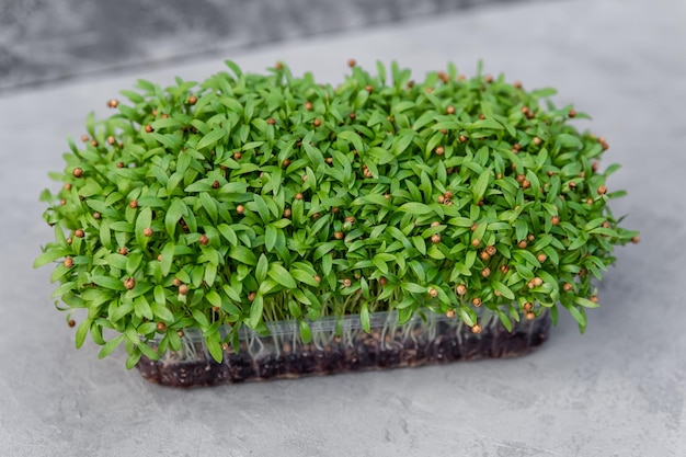 Photo fresh micro green sprouts for vegan cooking healthy food and diet