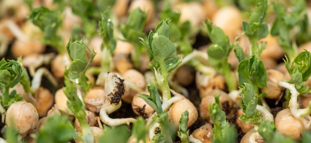 Fresh micro greens gowing peas sprouts for healthy salad. Fresh natural organic product