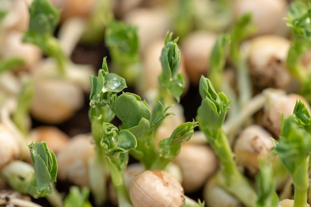 Fresh micro greens gowing peas sprouts for healthy salad