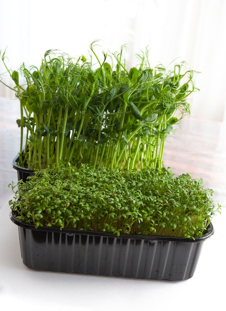 Fresh microgreen