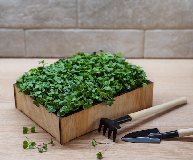 Fresh microgreens in the box