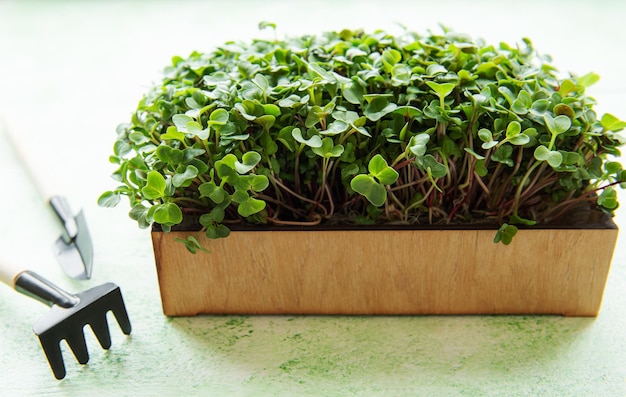 Fresh microgreens in the box