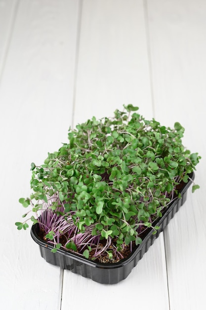 Fresh microgreens close up on wooden rustic background Growing sprouts for salad