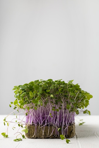 Fresh microgreens isolated on white background