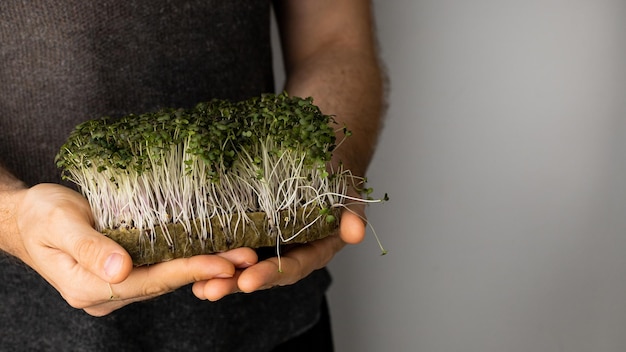 Fresh microgreens in male hands on a light background