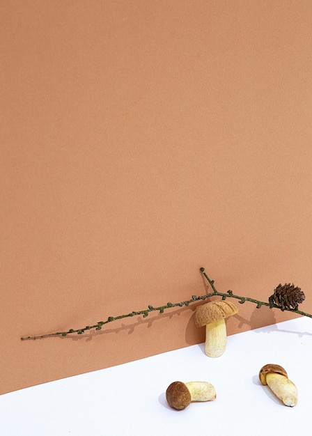 Fresh minimalist scene Organic mushroom and dry brunch on beige and white paper background