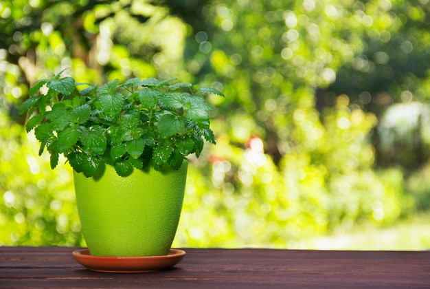 自然の緑の背景に植木鉢に新鮮なミントブッシュ
