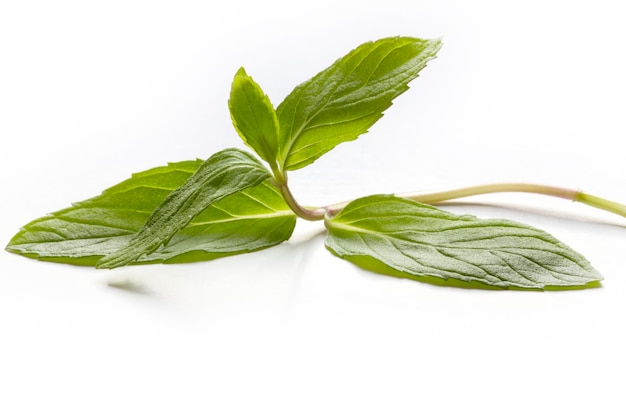 Fresh mint in closeup on a white background