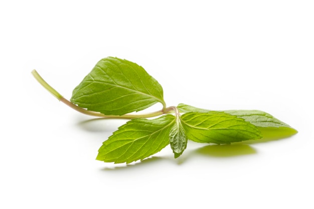 Fresh mint in closeup on a white background