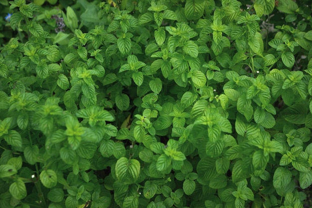 Foto struttura delle piante verdi di menta fresca