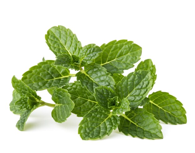 Fresh mint herb leaves isolated on white background cutout