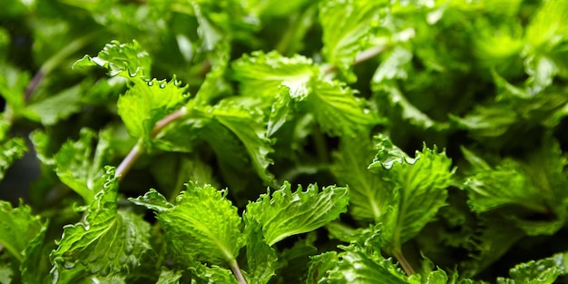 Fresh mint herb leaves texture background Green mint plant closeup