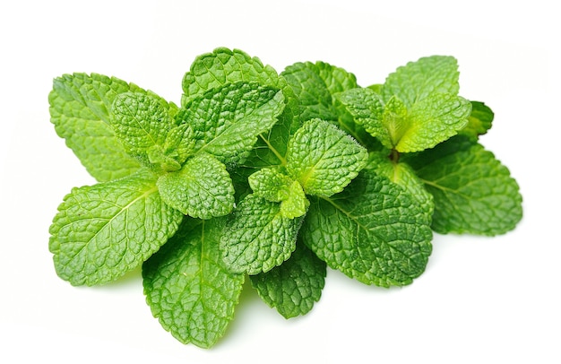 Fresh mint herbs close up on white