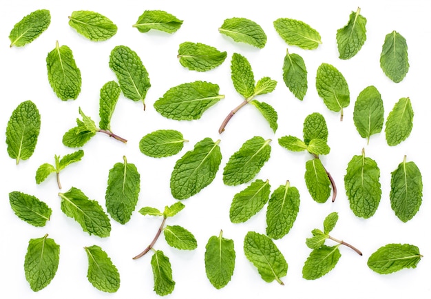 Fresh mint isolated on the white background.Set,leaves