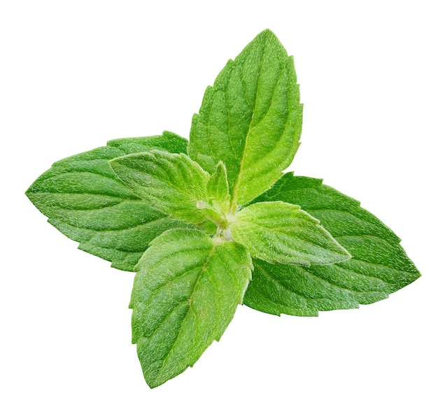 Fresh mint isolated on white background