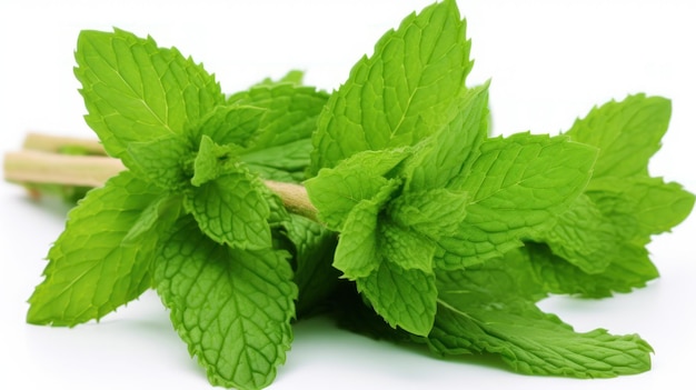 Fresh mint isolated on white background