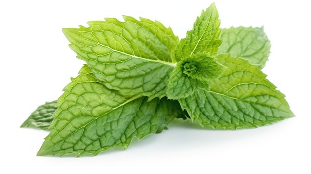 Fresh mint isolated on white background