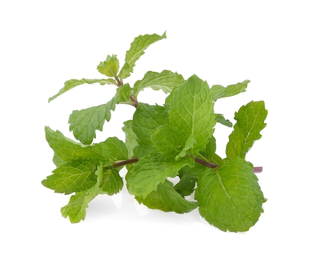 Fresh mint leaf isolated on white