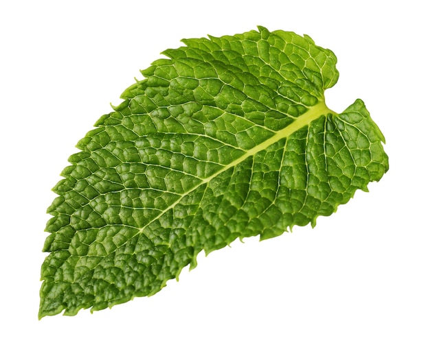 Fresh mint leaf on white