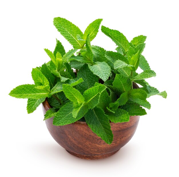 Photo fresh mint leaves bunch isolated on white