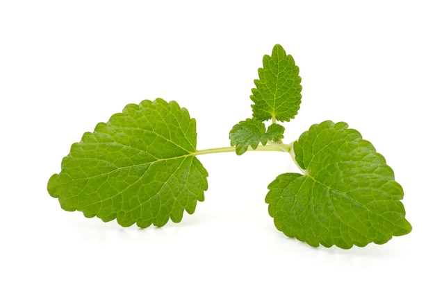 Fresh mint leaves closeup isolated