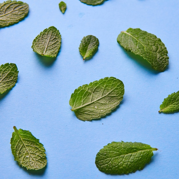 Fresh mint leaves collection isolated