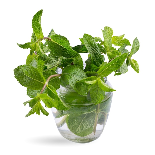 Fresh mint leaves in a glass jar isolated