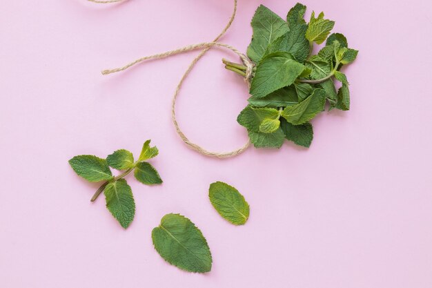 Fresh mint leaves herb on pink background