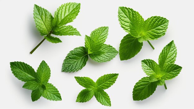 Fresh Mint Leaves Isolated on Transparent Background