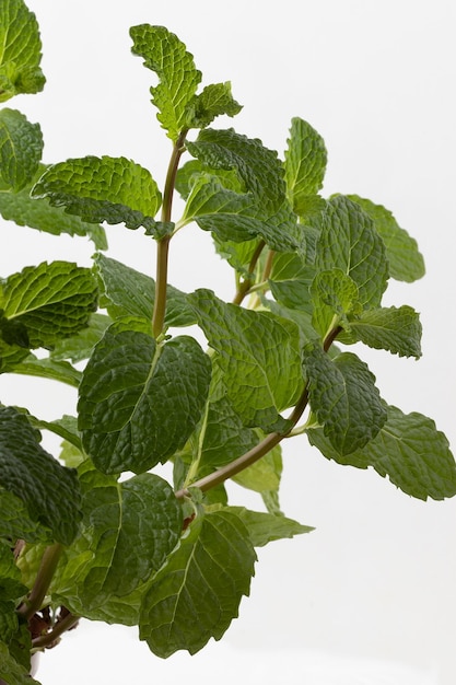 Foglie di menta fresca isolate su sfondo bianco messa a fuoco selettiva