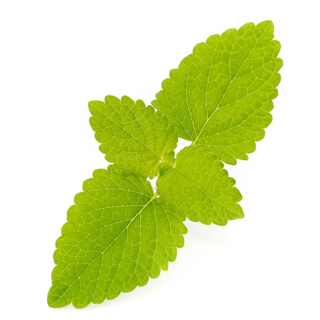 Fresh mint leaves isolated on white background