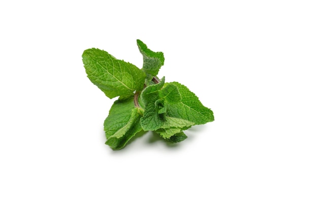 Fresh mint leaves isolated on white background