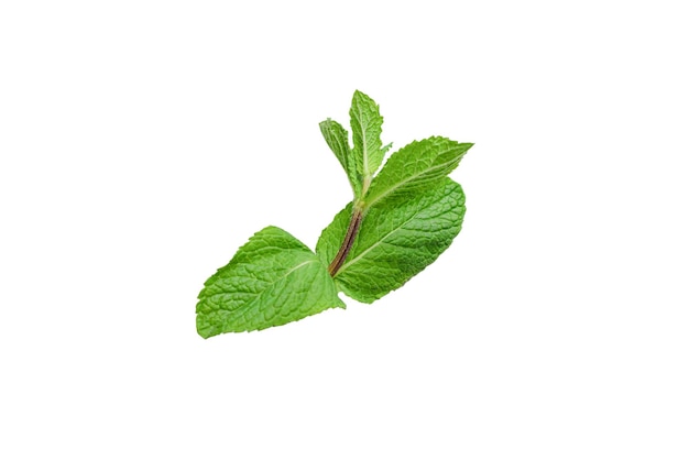 Fresh mint leaves isolated on white background