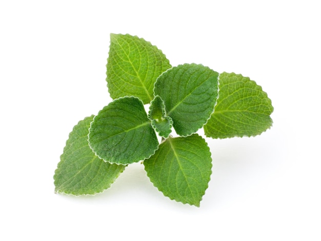 Fresh mint leaves isolated on white background